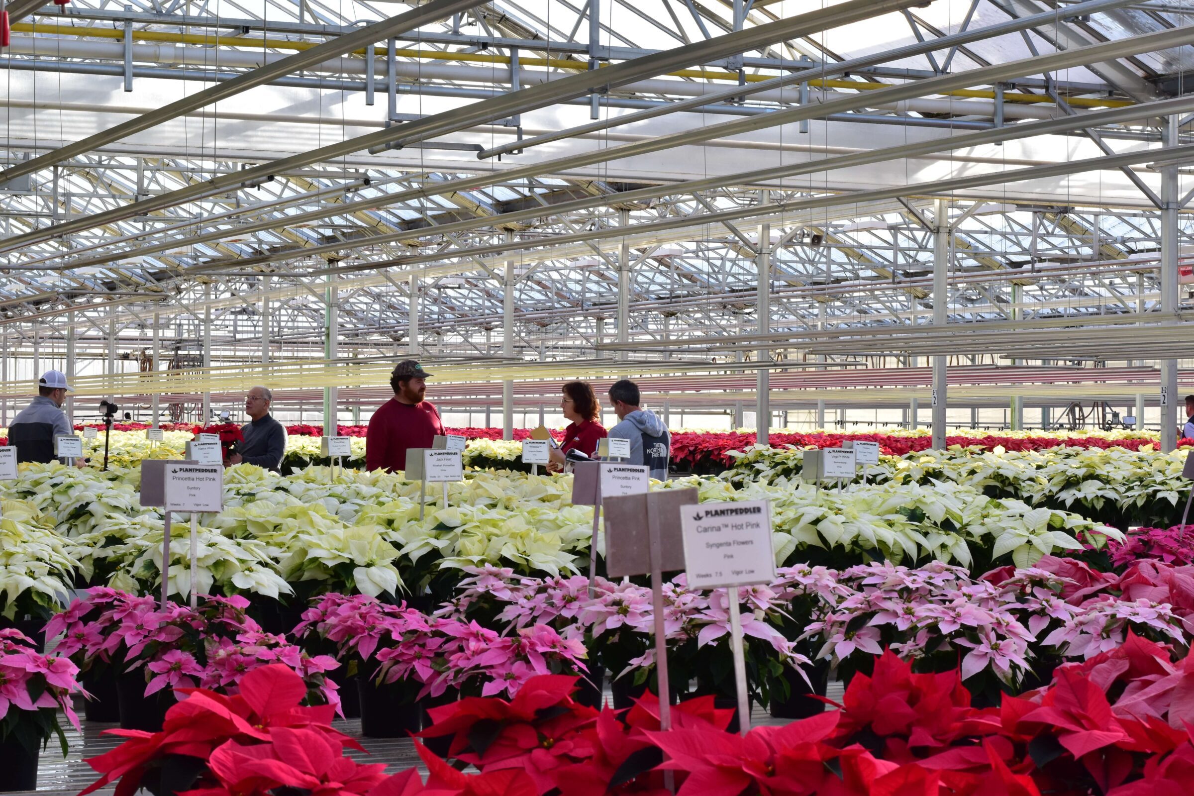 Greenhouses full of colorful Poinsettias for people to look at, compare and vote for their favorite one.